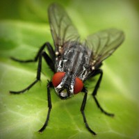 /album/blog-sobre-animais/photolia-a01-jpg/