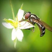 /album/blog-sobre-animais/photolia-a02-jpg/