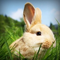 /album/blog-sobre-animais/photolia-a03-jpg/