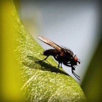 /album/blog-sobre-animais/photolia-a04-jpg/