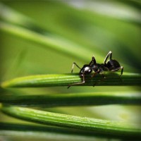 /album/blog-sobre-animais/photolia-a05-jpg/