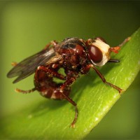 /album/blog-sobre-animais/photolia-a06-jpg/