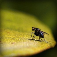 /album/blog-sobre-animais/photolia-a07-jpg/