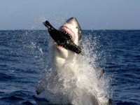 /album/blog-sobre-animais/imagesca3f128u-jpg/