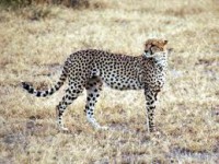 /album/blog-sobre-animais/imagesca0qy0x4-jpg/