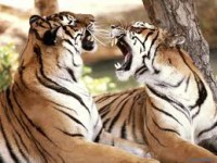 /album/blog-sobre-animais/imagesca3ulset-jpg/