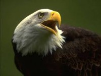 /album/blog-sobre-animais/imagescav5flch-jpg/