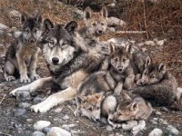 /album/blog-sobre-animais/imagescas9w484-jpg/